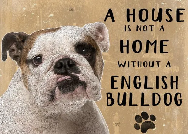 A House is not a Home without an English Bulldog